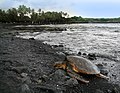 74 The green turtle (Chelonia mydas) basking on Punaluu Beach, Hawaii