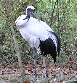 Mandzsu daru (Grus japonensis)