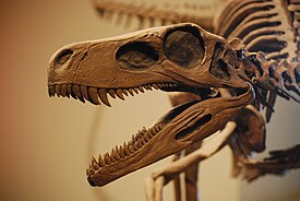 Череп Herrerasaurus ischigualastensis
