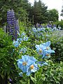 Meconopsis × sheldonii