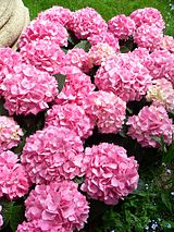 Alternate common names: French Hydrangea, Lacecap Hydrangea, Mophead Hydrangea, Penny Mac and Hortensia. Native to Japan.