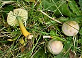 Hygrocybe psittacina.