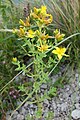 Hypericum perforatum L. (Hypericaceae)