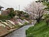 渋田川の桜（2010年4月　伊勢原市側より）