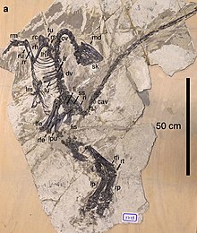 Голотип Цзяньяньхуалун тенги fossil.jpg