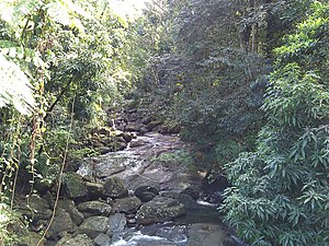 Thick vegetation in Jiménez