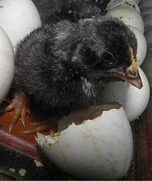 A female chick hatching Kuken Eintag.jpg