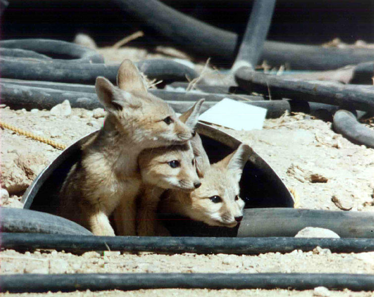 File:Kit foxes at the Nevada Test Site.jpg