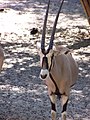 Oryx beïsa (Oryx beisa)