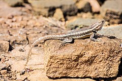 Description de l'image Lagartija de lava de San Cristóbal (Microlophus bivittatus), Punta Pitt, isla de San Cristóbal, islas Galápagos, Ecuador, 2015-07-24, DD 46.JPG.