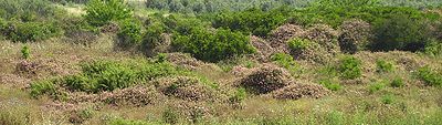 Lantana, abandoned citrus, Sdei Hemed Lantana Invasion of abandoned citrus plantation Sdey Hemed Israel.JPG