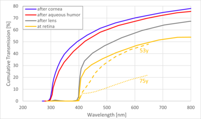 Cumulative transmission spectra of light as it passes through the ocular media, namely after the cornea (blue), before the lens (red), after the lens (gray) and before the retina (orange). The solid lines are for a 4.5 year old eye. The dashed orange line is for a 53 year old eye, and dotted for a 75 year old eye, indicating the effect of lens yellowing.) Lens Cornea Transmission.png