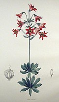 Lilium bolanderi.jpg