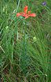 Feuer-Lilie (Lilium bulbiferum subsp. bulbiferum)