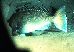 Tilefish live in burrows, sometimes forming undersea Pueblo villages.  Lopholatilus chamaeleonticeps