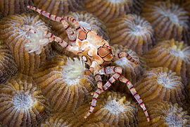 Le crabe-boxeur (Lybia tessellata) impressionne ses prédateurs grâce aux anémones venimeuses qu'il brandit.