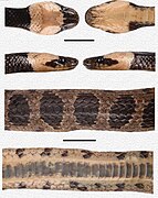 Details of head and body pattern of holotype (scale bar 10 mm (0.39 in))