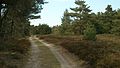 Heather moorland thicket