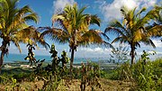 Miniatura para Ceiba (Puerto Rico)