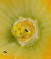 Meligethes beetle on courgette female flower, Meligethes kever op vrouwelijke courgette bloem (1)bewerkt.jpg