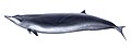 Sowerby's beaked whale