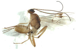 Meteorus pulchricornis