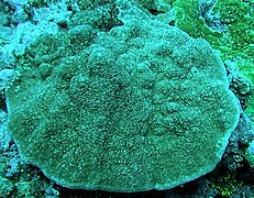 Montipora cf. foveolata