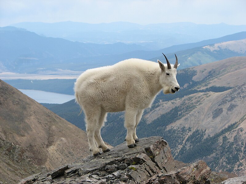 File:Mountain Goat Mount Massive.JPG
