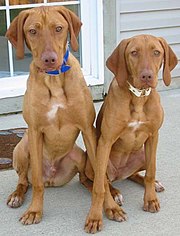 Two Smooth-haired Vizslas