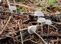 Mycena cinerella