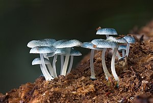 Supa Mycena interrupta