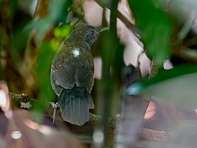 Formigueiro-de-peito-preto macho en Manaus, estado de Amazonas, Brasil.