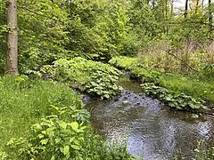 Pestwurzbestand auf einer Schotterinsel im Leyerbach