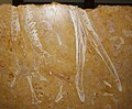ネプトゥニドラコの模式標本。石盤の上に白く見えるのが頭骨の断面。