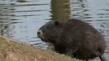 File:Nutria population in Weilerswist, Germany low res.ogv