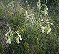 Onosma echioides subsp. dalmatica