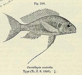 Ophthalmotilapia ventralis