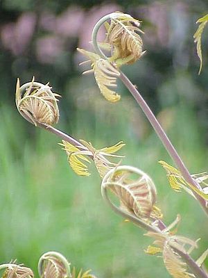 Osmunda regalis