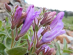 Description de l'image Penstemon montanus - cordroot beardtongue - 48463848462.jpg.