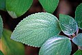 Detall de les fulles de Plectranthus argentatus