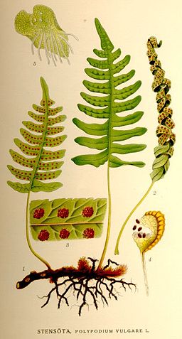 Polypodium vulgare-NF