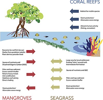 Principal interactions between mangroves, seagrass, and coral reefs Principal interactions between mangroves, seagrass, and coral reefs.jpg