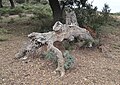 Kunst der Natur: Hölzernes Tier frisst getrocknete Kräuter, Alt Empordà, Spanien