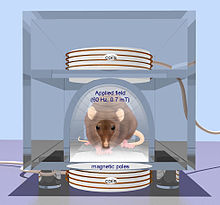 rTMS in a rodent. From Oscar Arias-Carrion, 2008 Repetitive transcranial magnetic stimulation (rTMS) is a technique for noninvasive stimulation of the adult brain.jpg