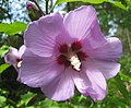 Miniatura para Hibiscus syriacus