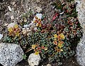 Sedum obtusatum below Conness Lakes.jpg