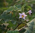 Solanum umtuma