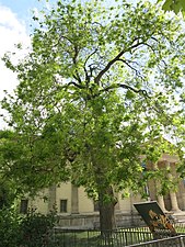 Sophora du Japon devant la galerie de Minéralogie et de Géologie, planté par 1747 par Bernard de Jussieu[47]