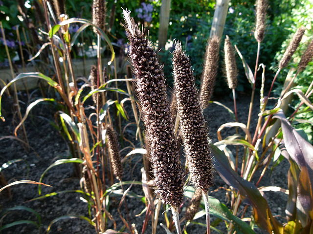 Sorghum