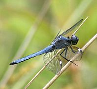 Libellula cyanea